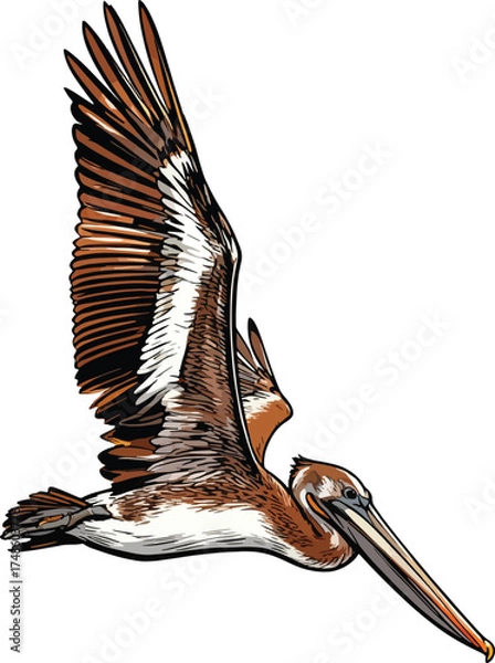 Obraz closeup-shot-pelican-flying-ocean illustration