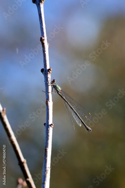 Fototapeta azure damselfly on a branch in the morning sun with a soft background