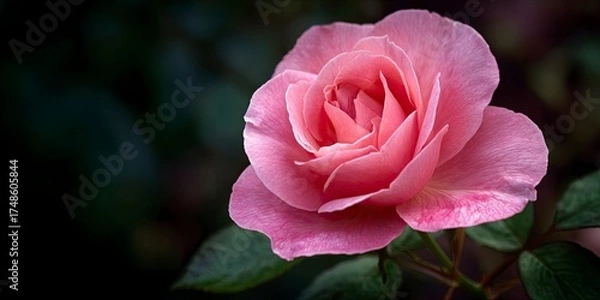 Fototapeta Pink Rose Flower Blooming in Garden with Dark Background