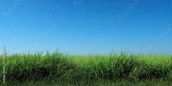 Obraz Lush Green Grass Field Under Bright Blue Sky in Nature Scene
