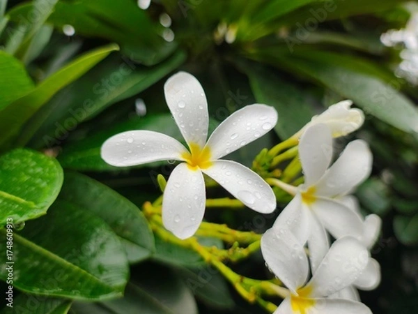 Fototapeta White PLUMERIA (Champa) flowers picture with nice green leaf background. Small water drops on flowers and green leaves bloom the nature beauty.