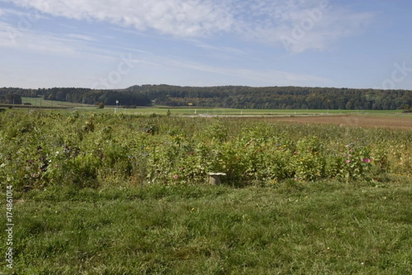 Fototapeta landschaft, natur, feld, blume, wiese, gras, green, bunt, farbe,wald, baum, hauptstrasse, himmel, blau, acker, bunt, herbst, land, ackerbau, bäuerlich, gegend, cloud, europa