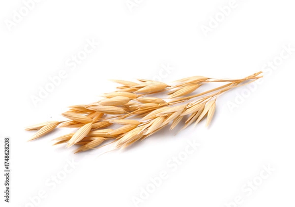 Obraz Oat plant on white backgrounds.