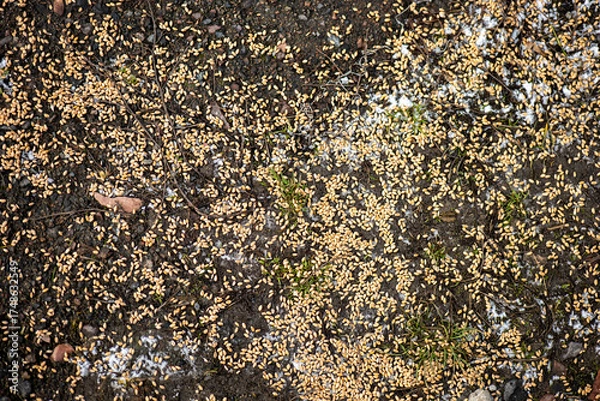 Fototapeta Close-up of moist soil scattered with light brown seeds and patches of green moss. Natural textures and earthy tones highlight early growth and ecological interaction on the forest floor.
Keywords (up