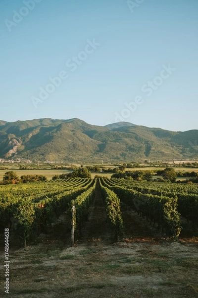Obraz vineyard in tuscany