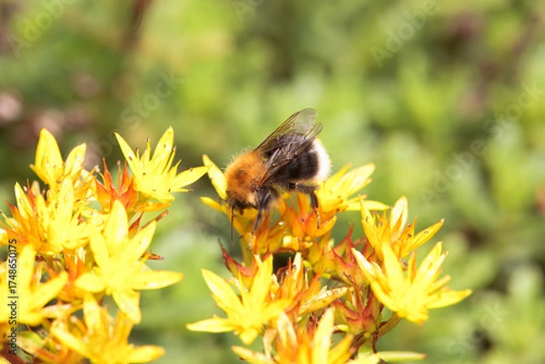 Fototapeta Tree bumblebee, Bombus hypnorum, on a flower.