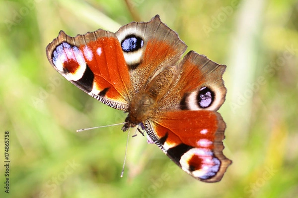 Fototapeta Aglais io