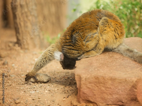 Fototapeta Female black lemur sits on a rock. Eulemur macaco is an endangered animal of Madagascar. Environmental issues.