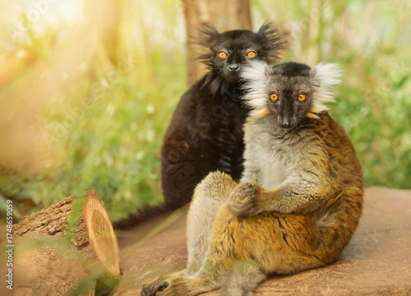 Fototapeta Male and female black lemur sit together. The Eulemur macaco is an endangered animal native to Madagascar. Environmental issues.