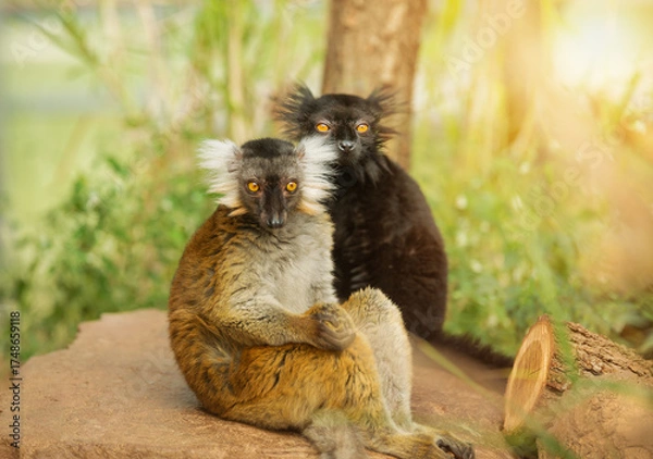 Fototapeta pair of black-legged lemurs, male and female, sit together in the wild. The Eulemur macaco is an endangered animal native to Madagascar. Environmental issues.