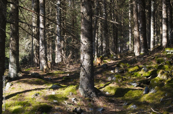 Fototapeta Foresta secca