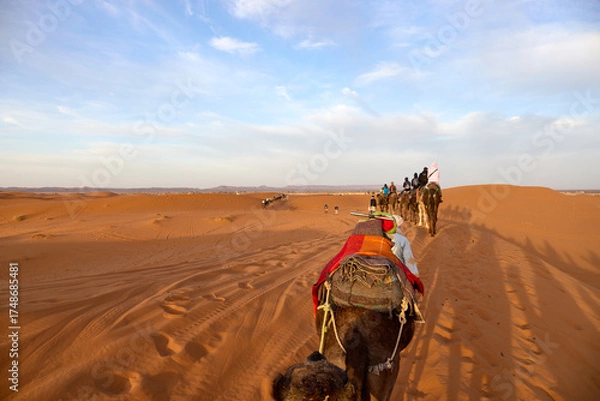 Fototapeta A group of travelers rides camels across the undulating dunes of Erg Chebbi in Merzouga, Morocco. The scene captures the warm hues of sunset illuminating the vast desert landscape