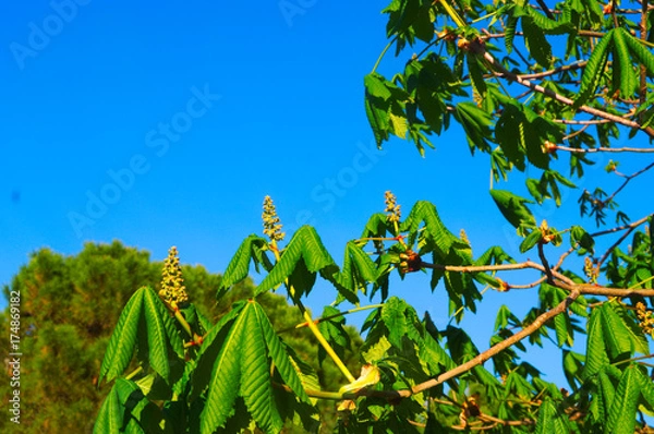 Fototapeta Albero con gemme