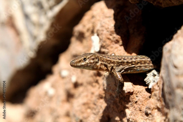 Fototapeta small lizard