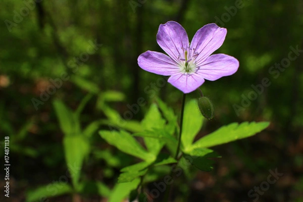 Fototapeta Image of wild flower in nature setting
