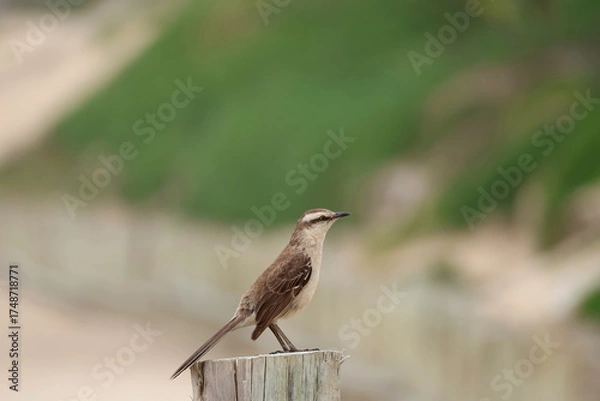 Obraz bird on a fence