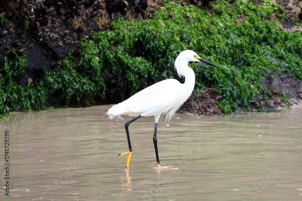 Obraz great white heron