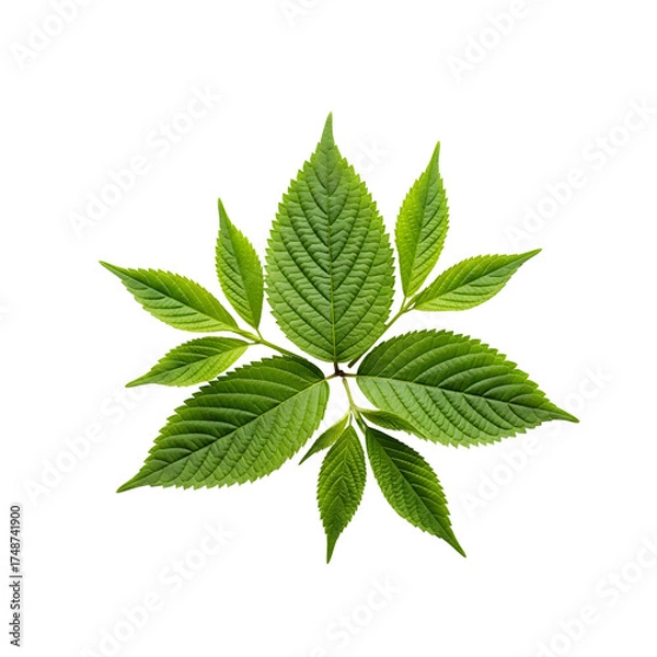 Fototapeta Green leaves of elm tree isolated on transparent background, top view fresh spring foliage of deciduous tree