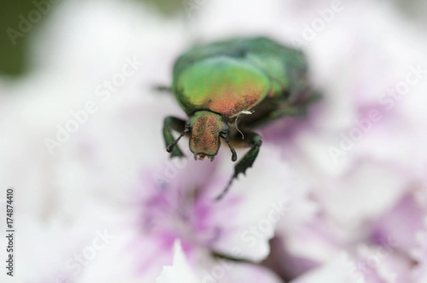 Fototapeta bug on a beautiful flower in summer