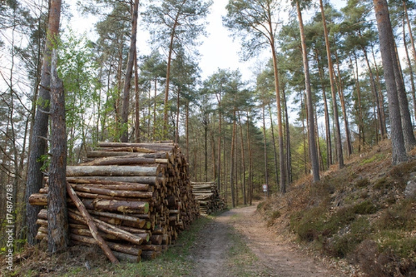 Obraz Timber at european forest