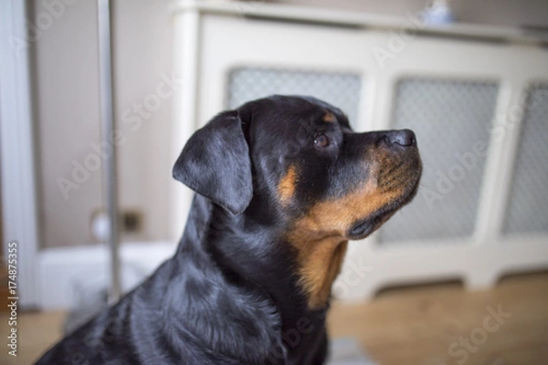 Obraz Adorable alert Rottweiller side profile waiting for a treat