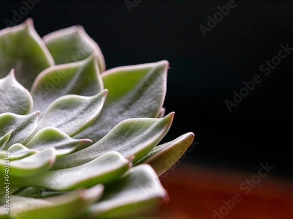 Fototapeta Macro of green succulent plant, cactus