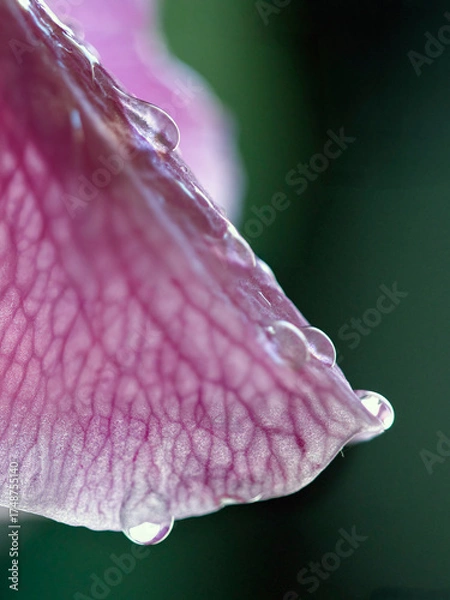 Fototapeta Pink flower petal with rain drops