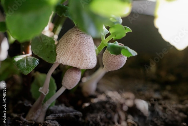 Fototapeta Macro of tiny wild mushrooms