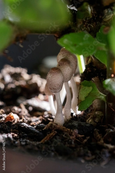 Fototapeta Macro of tiny wild mushrooms