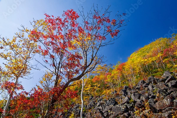 Obraz 千畳くずれと紅葉