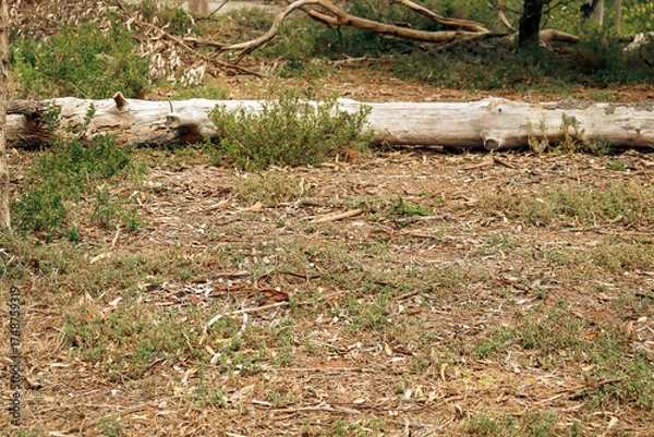 Obraz fallen tree trunk in australian bushland