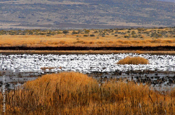 Fototapeta birds-migration-california-large-flock-snow-geese-feeding-tule-lake-thousands