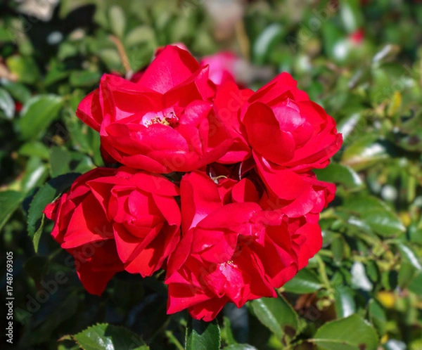 Fototapeta Red double cinnamon rose in full sunlight, close-up, nobody