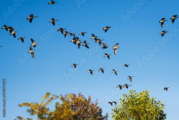 Obraz Flock of wild geese flying over park In Hamilton, Ontadio, during migration season.