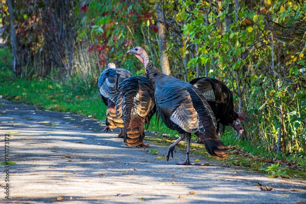 Obraz Group of Turkeys Foraging for food in park area during fall, Hamilton, Ontario, Canada