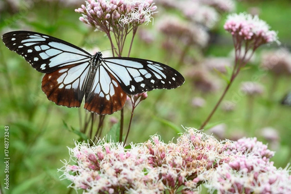 Obraz フジバカマに集まるアサギマダラー旅する蝶ー秋