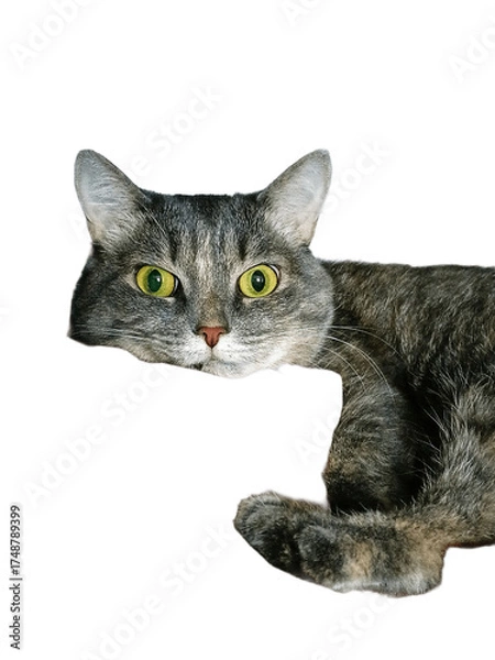 Obraz cat on white background