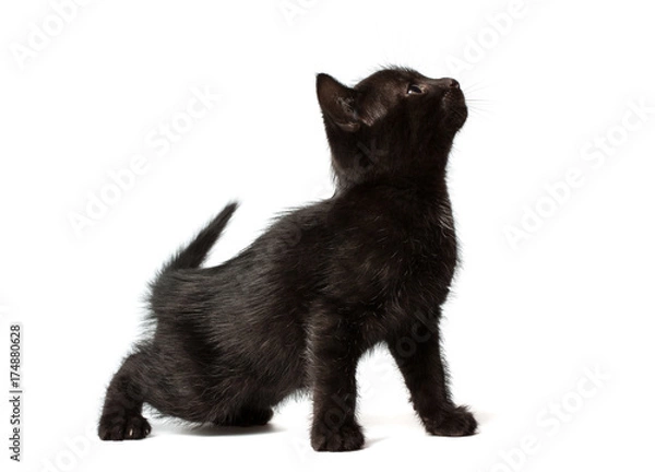 Obraz A little black kitten sitting on its hind legs. Kitty looks to the side and up