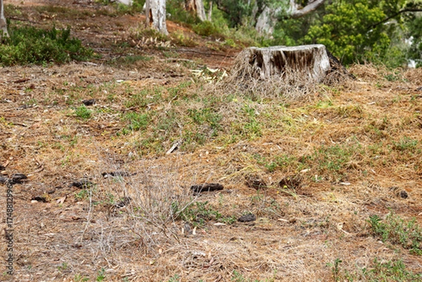 Obraz tree stump in rural australian landscape