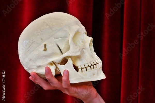 Fototapeta skull