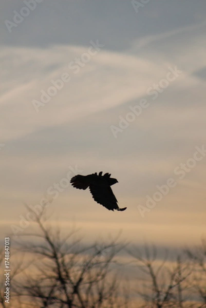 Obraz Hawk in flight 