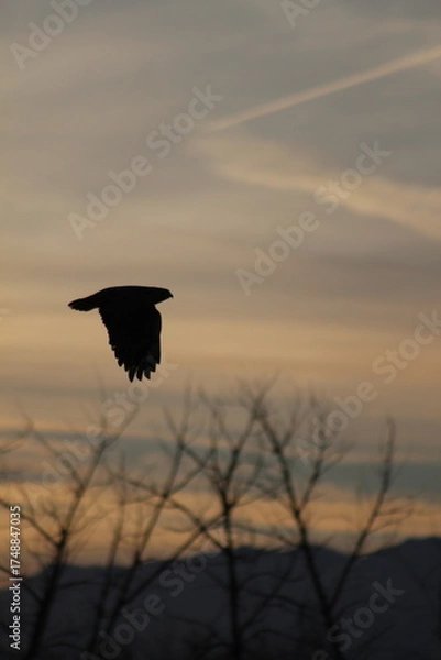 Obraz Hawk in flight 