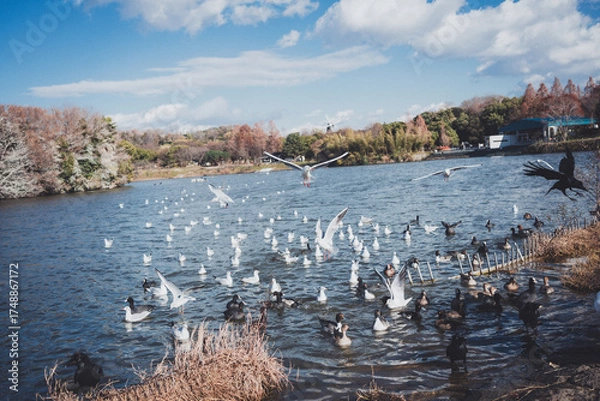 Obraz 冬に渡ってきたカモメの群れ