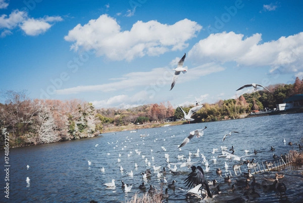 Obraz 冬に渡ってきたカモメの群れ