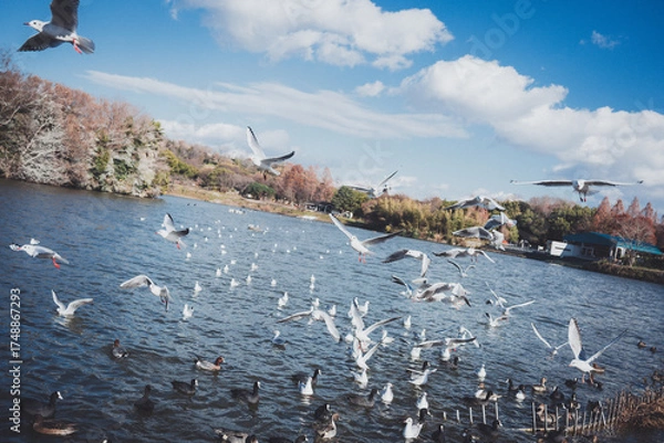 Obraz 冬に渡ってきたカモメの群れ