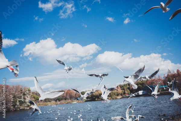 Obraz 冬に渡ってきたカモメの群れ