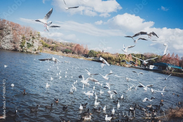 Obraz 冬に渡ってきたカモメの群れ