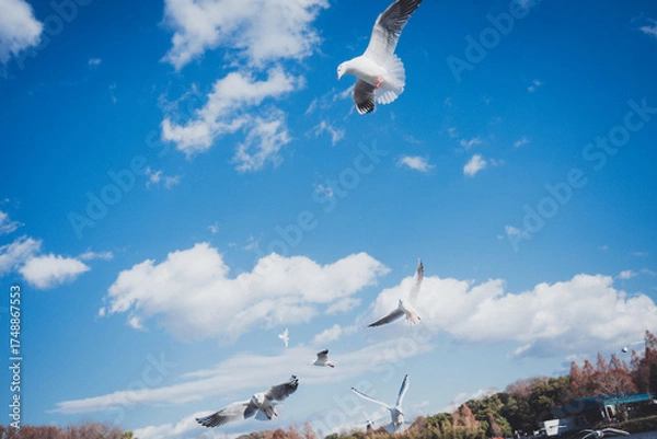 Obraz 冬に渡ってきたカモメの群れ