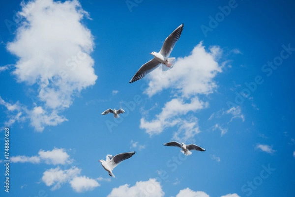 Obraz 冬の青空とカモメ