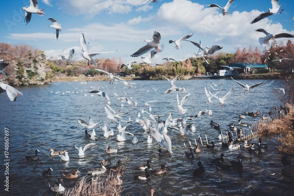 Obraz 冬に渡ってきたカモメの群れ
